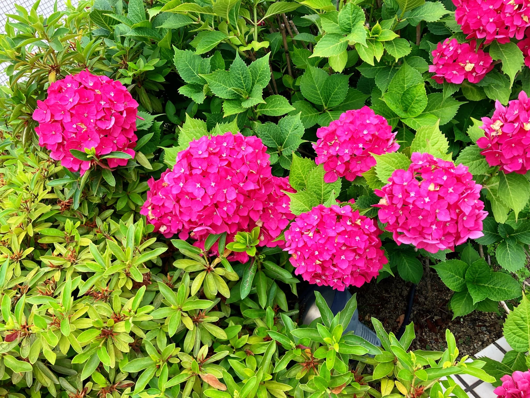 紫陽花