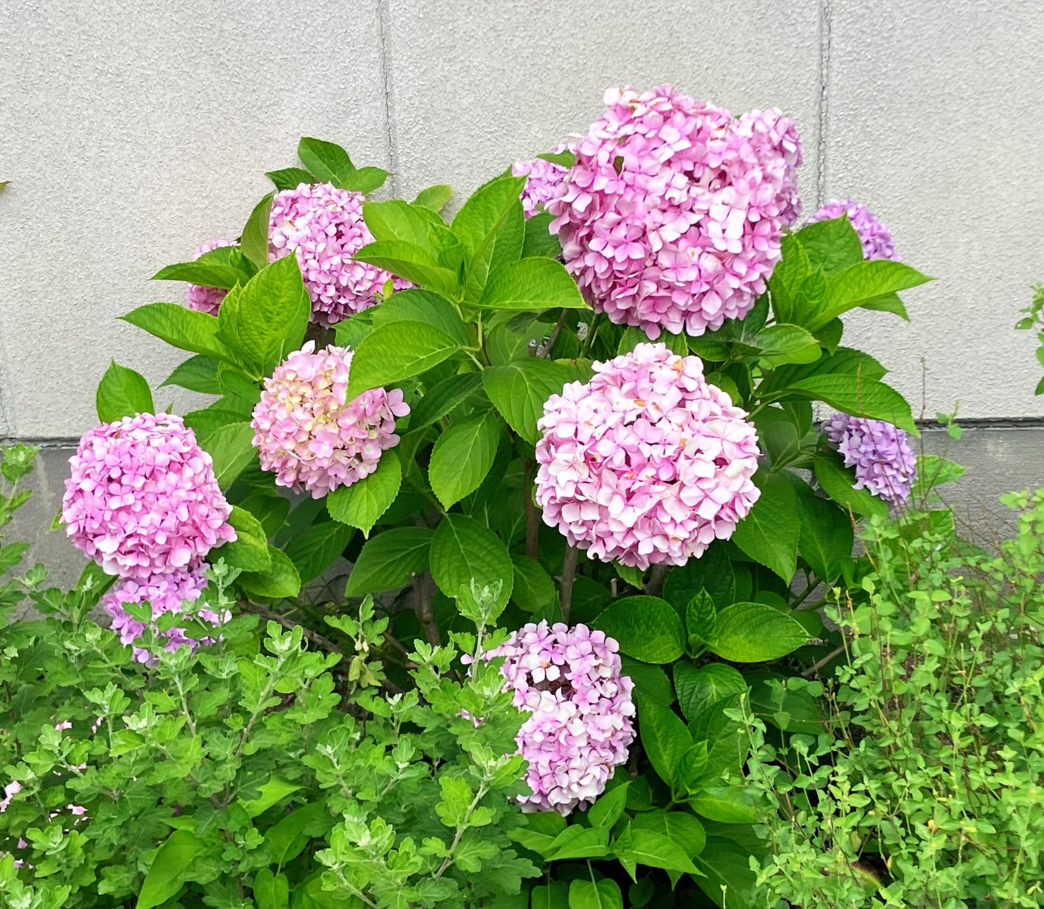 紫陽花